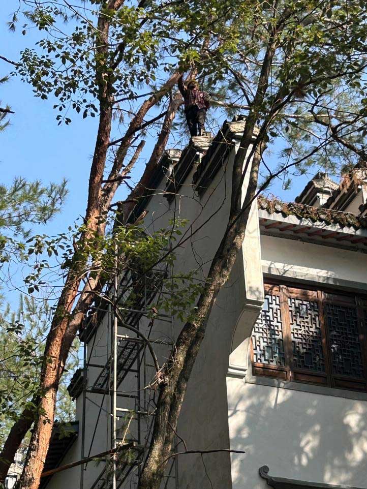 排除隱患，國資公司砍樹解民憂