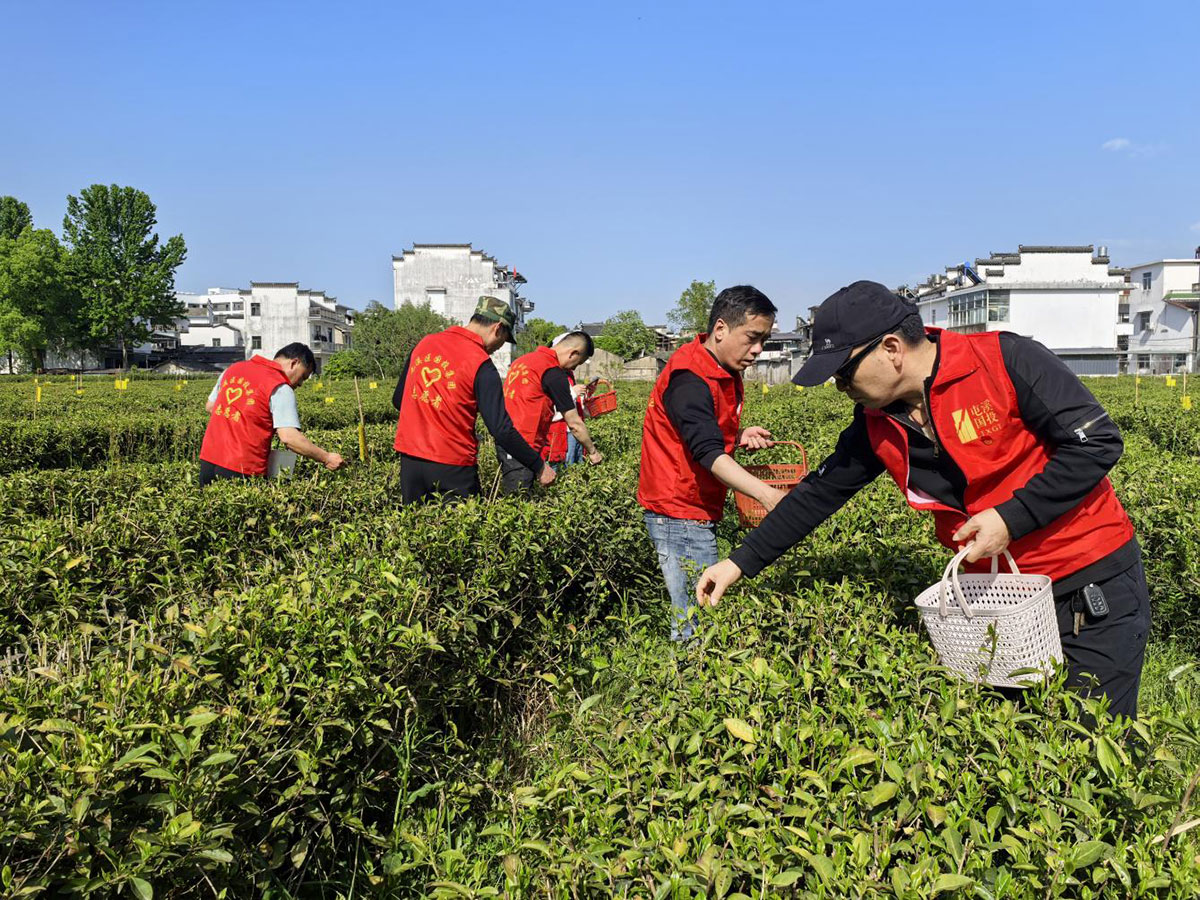 昱城產(chǎn)投公司黨支部開展“茶香潤初心，黨旗映茶園”主題黨日活動