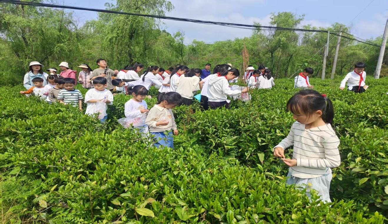 區(qū)關(guān)工委組織學(xué)生到實(shí)驗茶場開展茶文化主題實(shí)踐活動